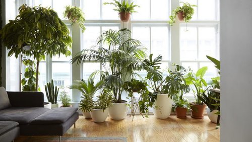 Растения-пылесосы, которые чистят воздух и убивают инфекции
