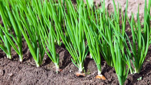 Теперь я каждый год получаю большой урожай лука: 4 простых совета