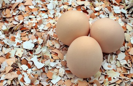 9 поводов не выбрасывать яичную скорлупу