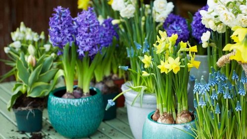 Как вырастить тюльпаны и нарциссы в вазе