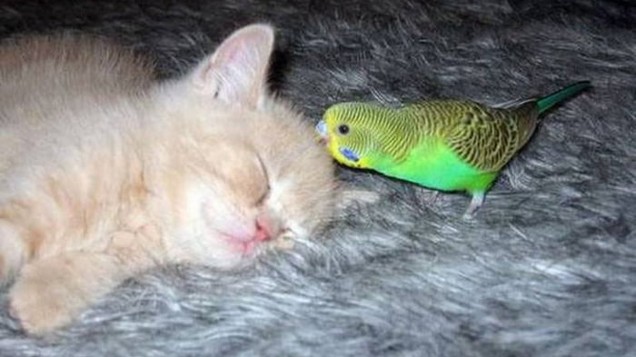 Попугай и кошка в одной квартире