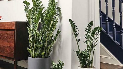 5 грубых и типичных ошибок в уходе за замиокулькасом