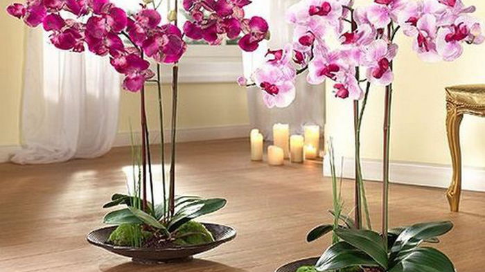 Никогда не держите дома орхидею! На работе — можно, но дома — ни в коем случае
