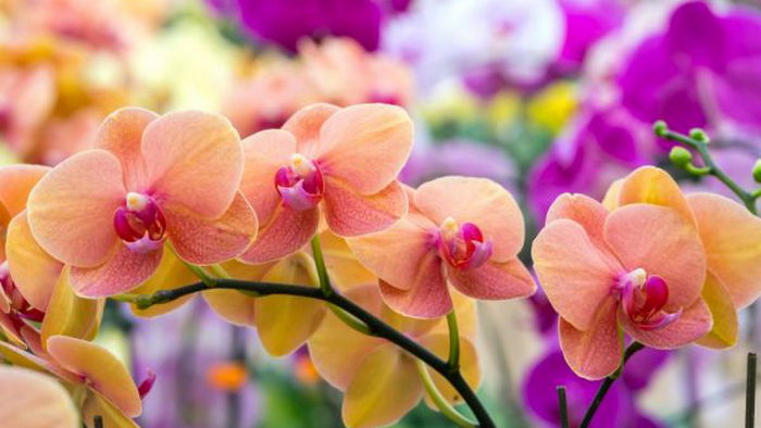 Супер-простой способ, который заставит быстро зацвести орхидею