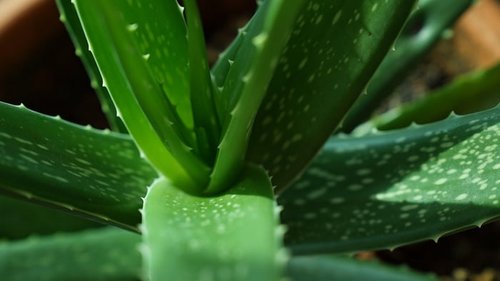 Интересные факты о алоэ: польза, вред, свойства растения