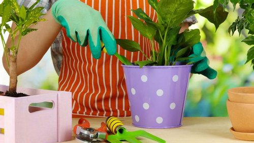 Три простых трюка для здоровья и красоты комнатных растений. Они оживут и зацветут!