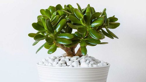 Цветение денежного дерева признак богатства и удачи. Как добиться этого?