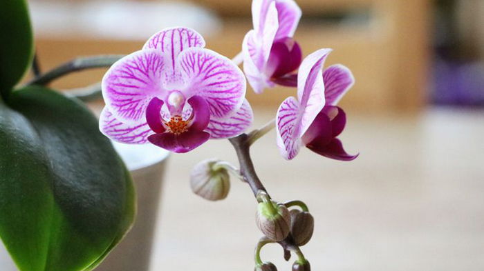 Как заставить цвести орхидею Фаленопсис