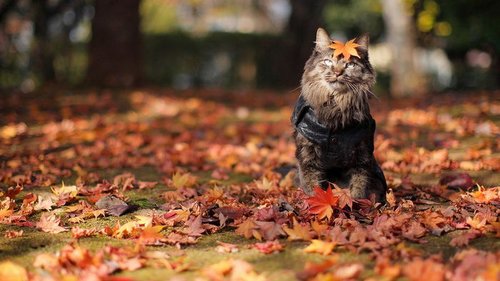 Праздники 29 сентября 2021: факты, традиции, приметы