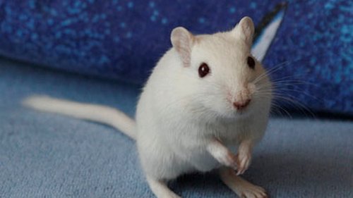 Что нужно знать перед тем как завести песчанку