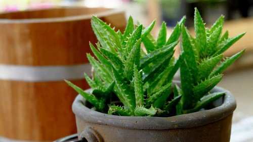 Топ-5 комнатных растений для начинающего цветовода