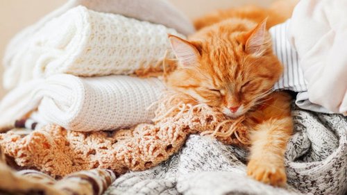 Как долго можно оставлять кошек одних