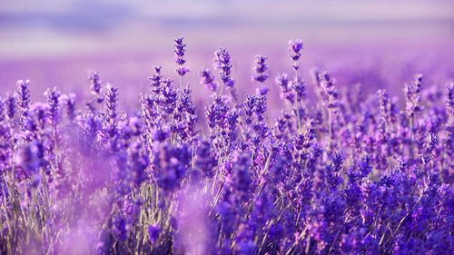 Фиолетовый цвет: его значение, энергетика и польза