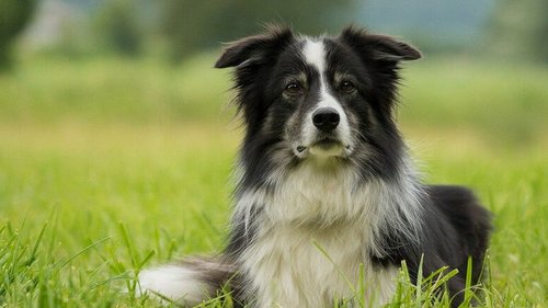 Какие собаки самые умные?