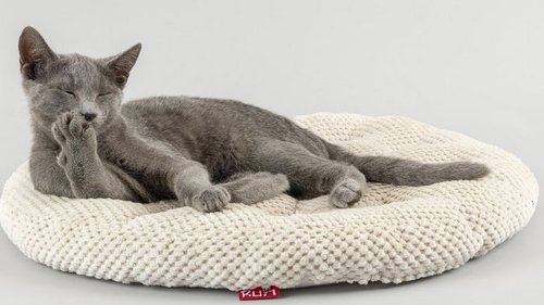 Идеальный питомец: топ-5 самых неприхотливых пород кошек