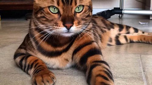 Кот-леопард. Кому идеально подойдет бенгальская порода