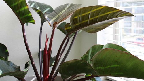 Идеальный вариант: комнатные растения для рабочего места