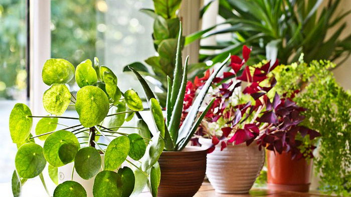 Уход за комнатными растениями осенью: 8 важных пунктов