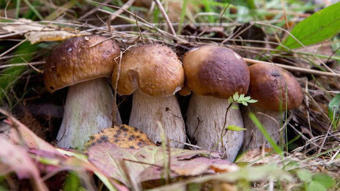 Названы самые полезные грибы