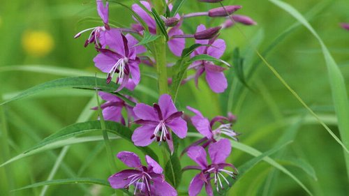 Иван-чай: польза и вред для здоровья