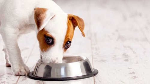 Какую кашу готовить для собаки: советы специалистов