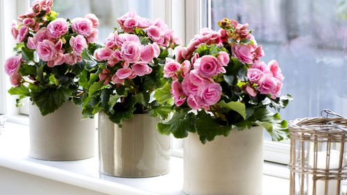 Уход за комнатными растениями осенью: 8 важных пунктов