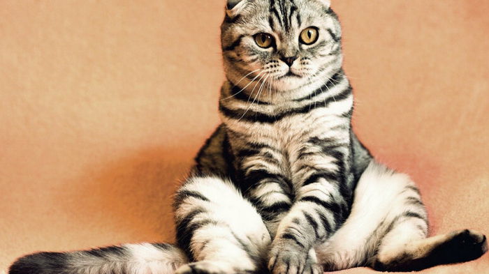 7 странных привычек, которые есть у каждого кота