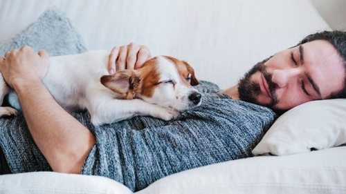 Что видят собаки во сне?