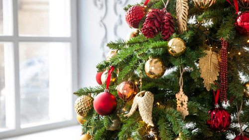 Как правильно выбрать елку к новогодним праздникам