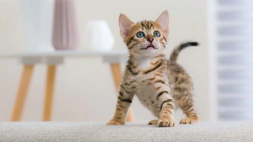 Несколько эффективных приемов: как воспитать идеальную кошку