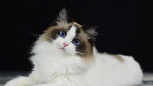 6 пород кошек, которые линяют сильнее остальных