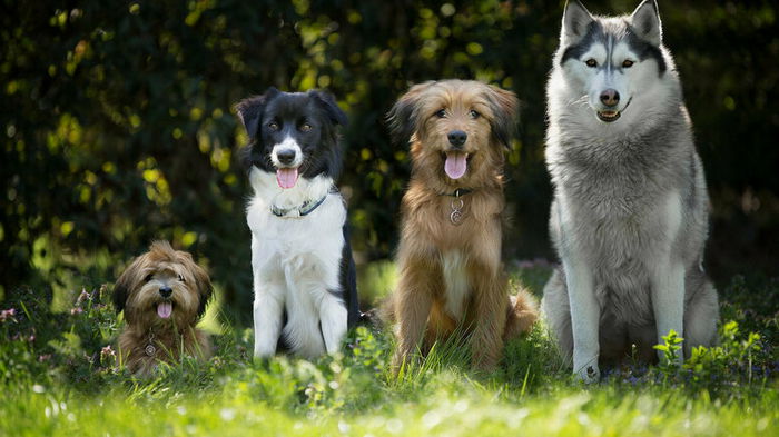 Без запаха: 5 пород собак, которые не пахнут