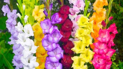 Луковицы гладиолусов: особенности выбора