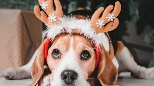 Какие опасности ждут домашних питомцев во время зимних праздников