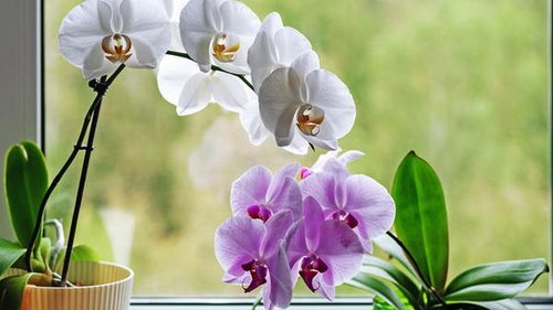Орхидею не узнать! Домашнее средство для удобрения орхидеи