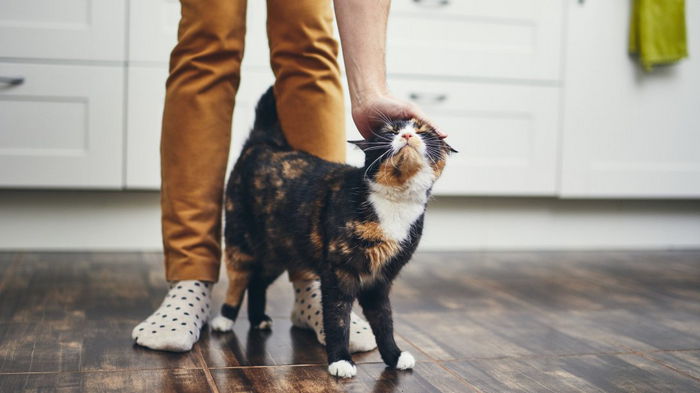 6 важных факторов, которые нужно учесть, прежде чем завести кота