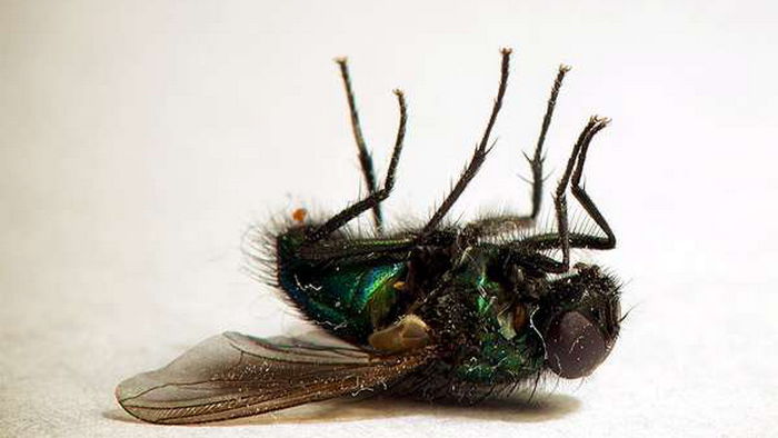Как быстро и эффективно избавиться от мух в доме