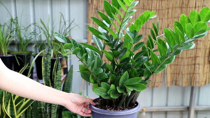 Красавец замиокулькас: 10 плюсов в пользу экзотического растения в вашем доме!