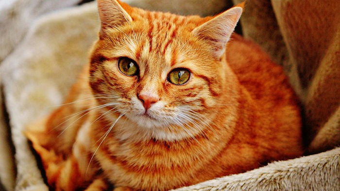 10 признаков, которые указывают на то, что кошка вас действительно любит