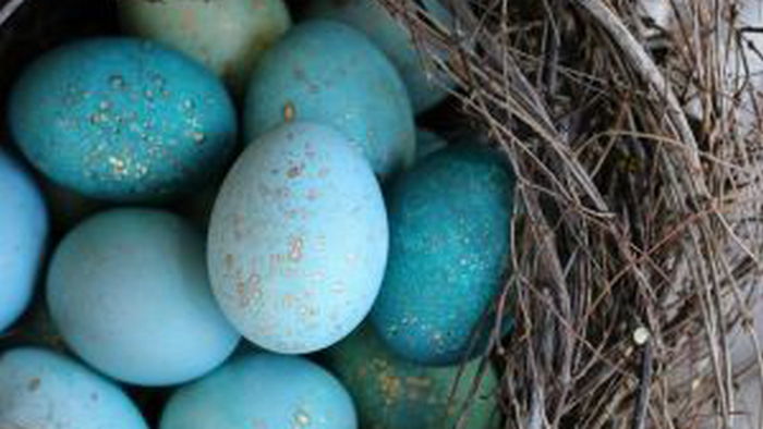 Волшебная краска для яиц: ни за что не догадаешься из чего сделан этот краситель!