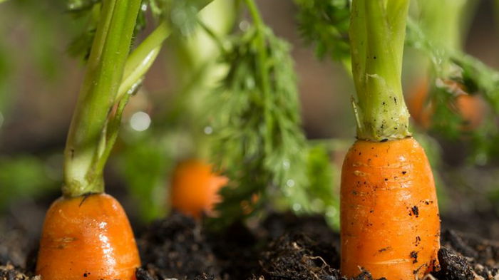 Элементарный способ посева моркови без прореживания. Первые всходы через 3 дня!