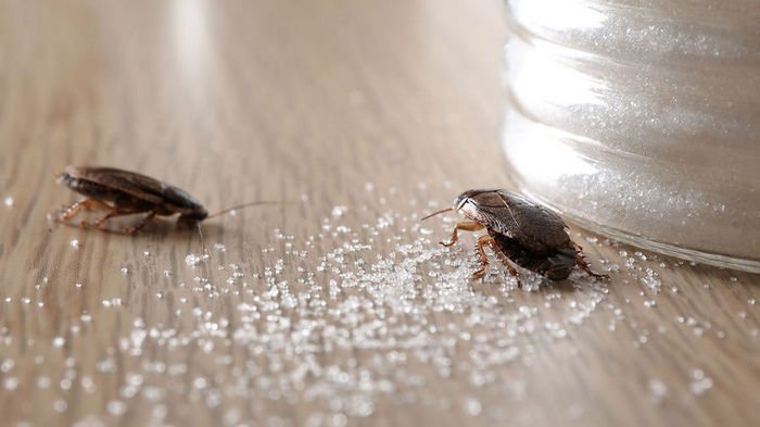 4 естественных способа избавиться от тараканов в доме раз и навсегда