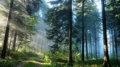 4 совета на случай, если когда-то вы заблудитесь в лесу