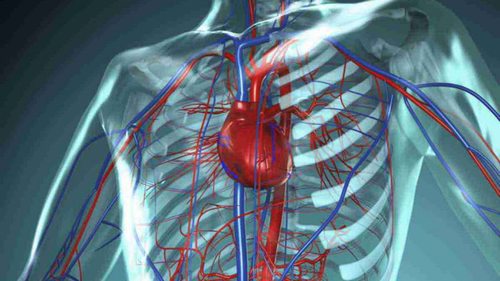 Как сохранить здоровье артерий до старости?