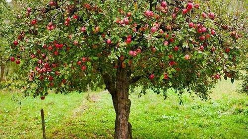 Никогда не сажайте эти растения рядом с яблонями, если хотите собирать урожай