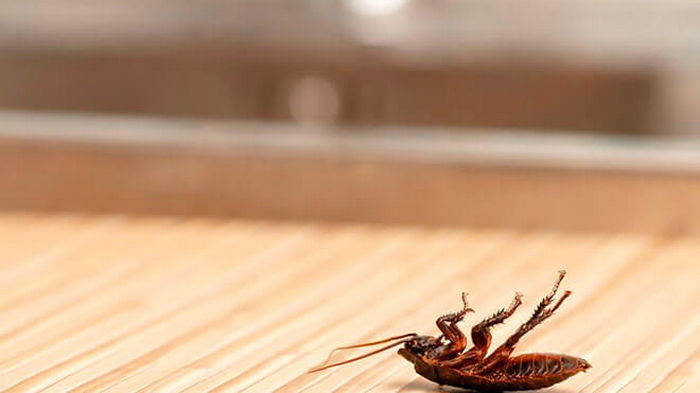 Как избавиться от тараканов с помощью лаврового листа