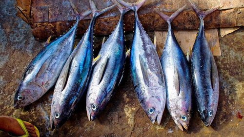 8 причин почему вы не должны есть тунец