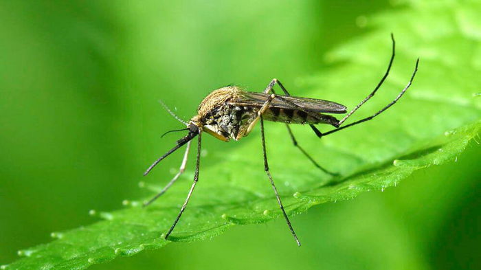 Безопасные способы защиты от комаров без химических репеллентов