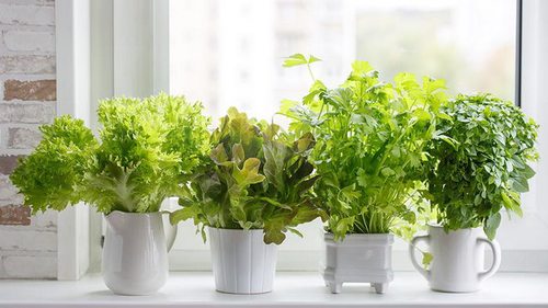 Как вырастить зелень, листовые овощи и пряные травы на подоконник...