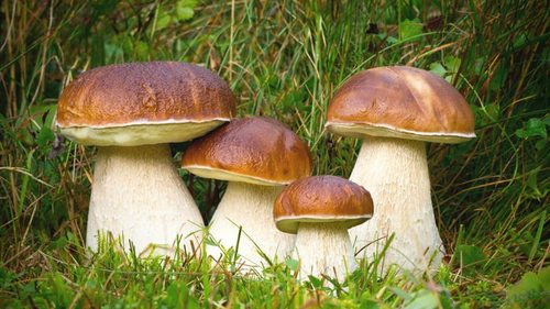 Польза для здоровья грибов